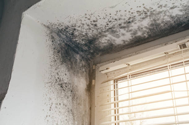Affordable Mold Remediation solutions in Wauconda, IL