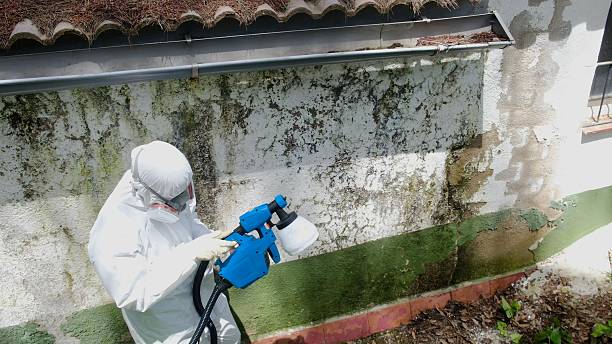 Top rated local Mold Remediation specialists in Wauconda, IL